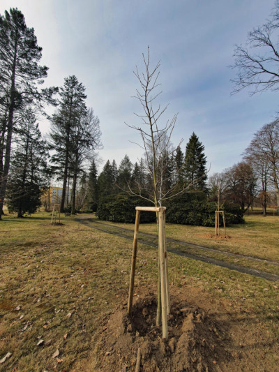 Junge Bäume für den Löbauer Stadtwald