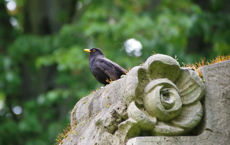 Wettbewerb der Naturentdecker