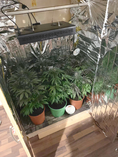 Cannabispflanzen im Schrank