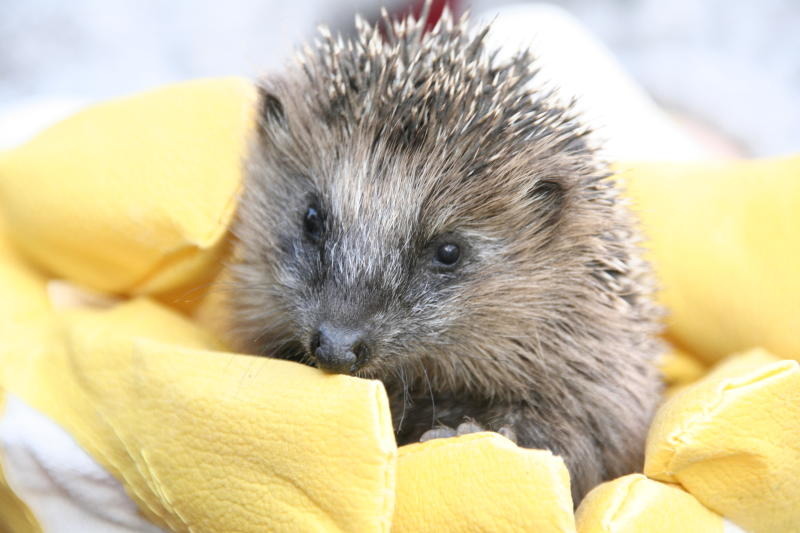 Was tun mit Igel & Co. in den Herbstmonaten?