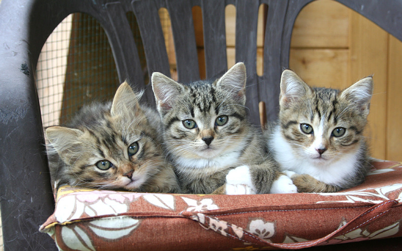 Tag der offenen Tür in der Katzenpension „Schnurri“ 