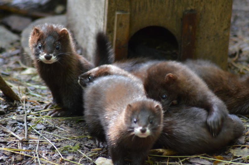 Nerzgehege im Tierpark geöffnet