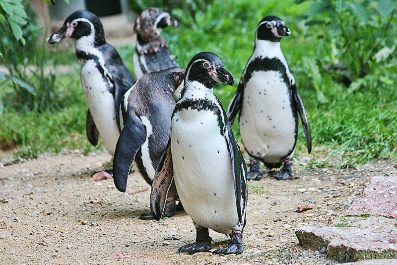 Zittauer Tierpark sucht Geschichten