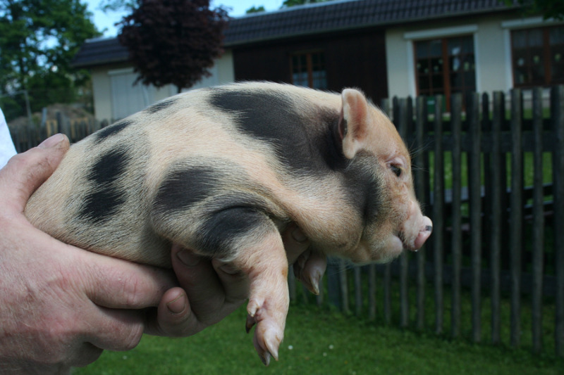 Streichelzoo glänzt mit tierischem Nachwuchs