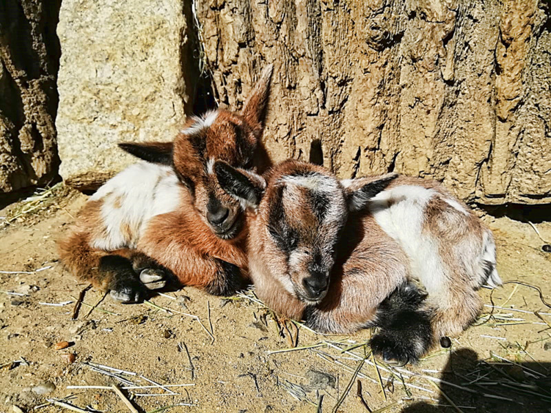 Tierpark sehnt ich nach Besuchern