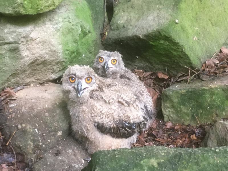 Babyboom im Zittauer Tierpark
