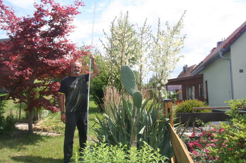 Palmlilie ist das  Prunkstück im Garten