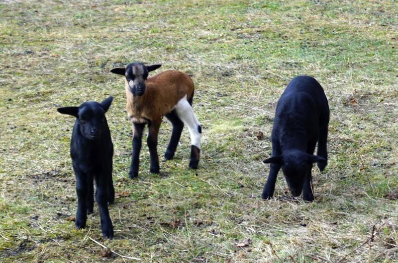 Zuwachs bei der Schafherde