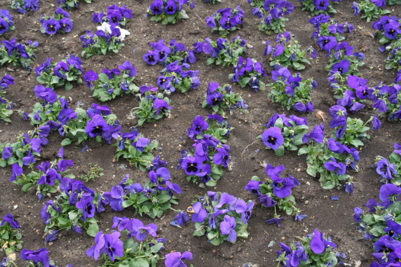 Blumendiebe auf dem Friedhof