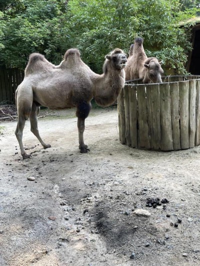 Tierparkfest mit kommentierten Fütterungen 