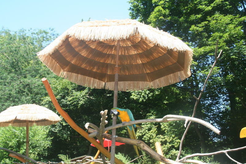 Im Zittauer Tierpark: Gelbbrustaras unter Sonnenschirmen