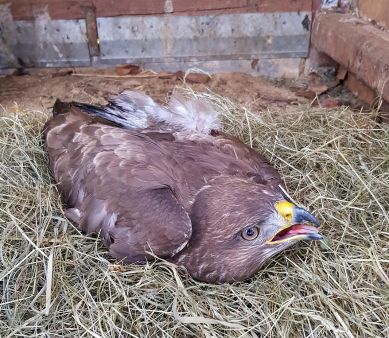 Polizisten retten verletzten Bussard