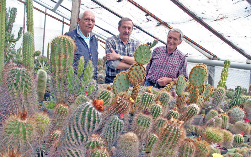 Görlitzer Kakteenfreunde beim „Fest der Blumen“