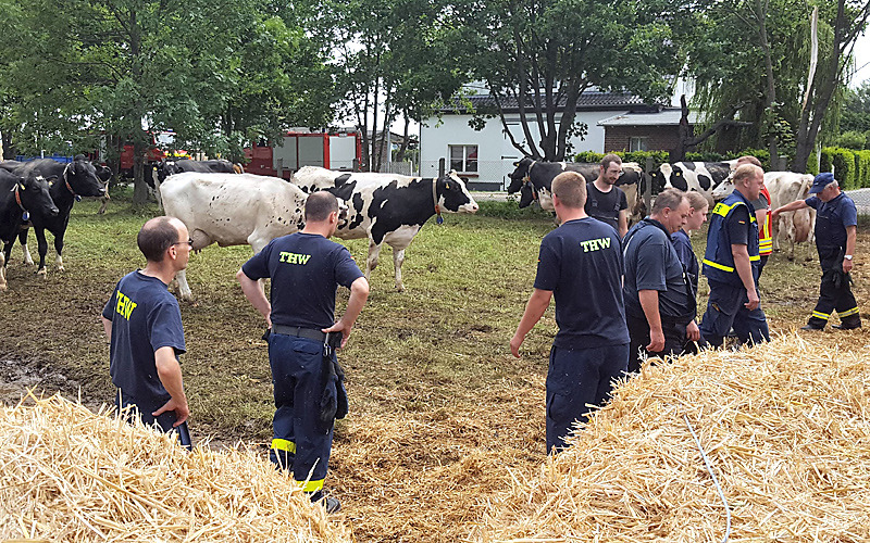 THW-Einsatz im Milchviehstall