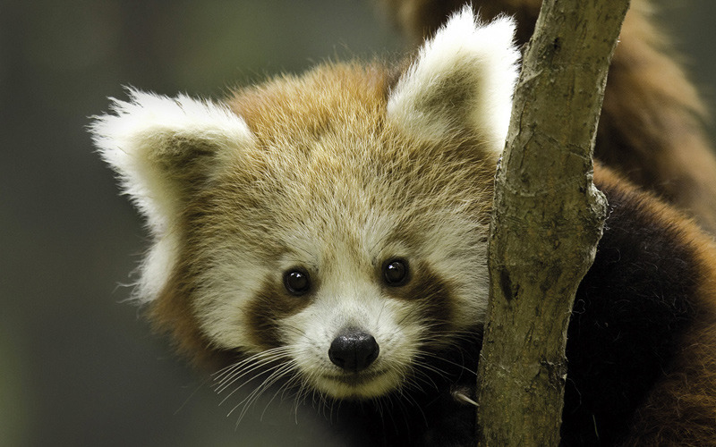 Internationaler Panda-Tag auch im Tierpark Görlitz