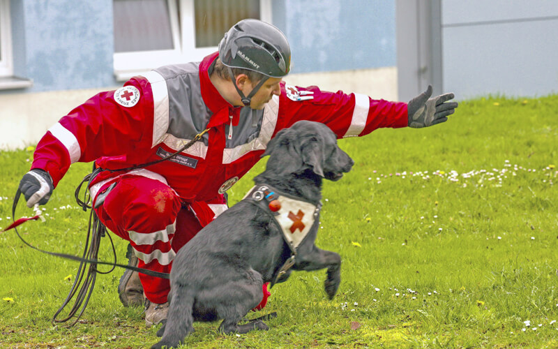 Rettungshunde bestehen Prüfung