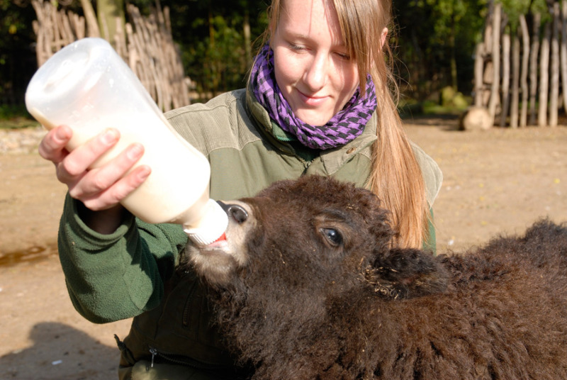 Yak-Baby hängt an der Flasche