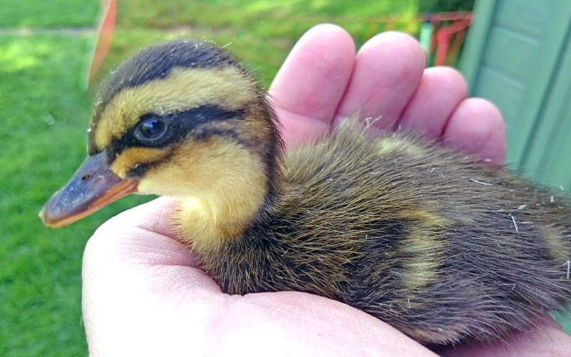 Premiere für  Tierkinderschau