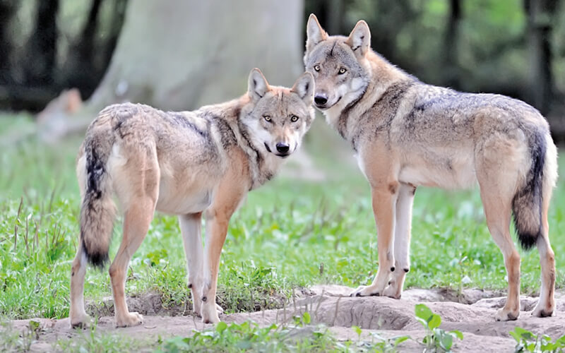 33 Welpen in den Wolfsrudeln