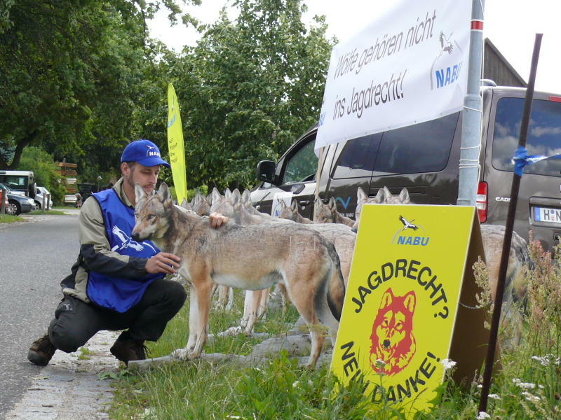 Vortrag in Königsbrück über den Wolf im Heidebogen