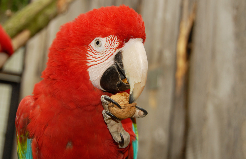 Tierpark jetzt im Geflügelpest-Sperrbezirk