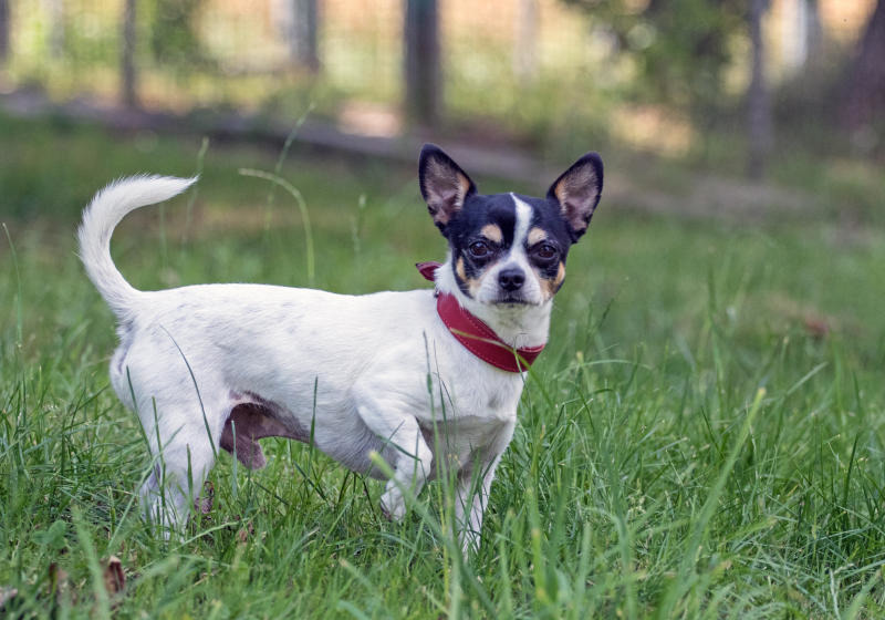 Männlich, fit und lebenslustig: Chihuahua sucht Frauchen 