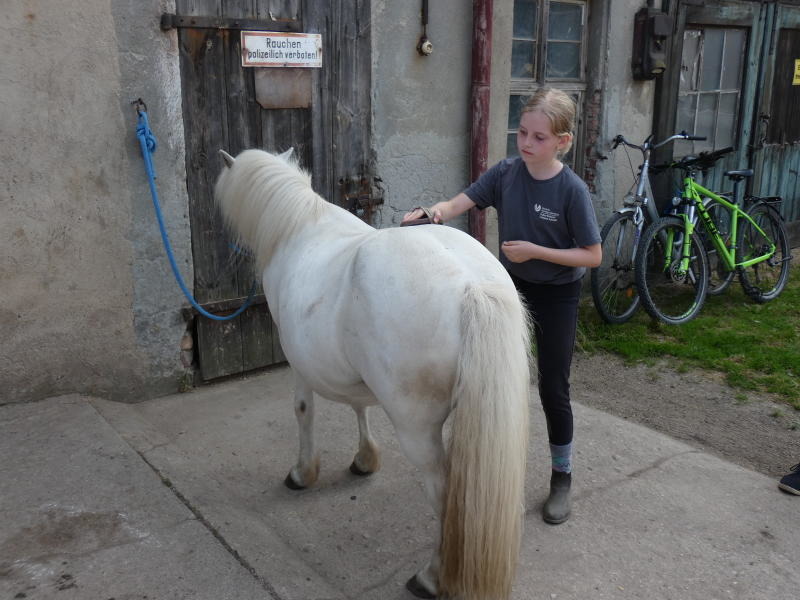 Kleine Ponyfarm  hat große Pläne