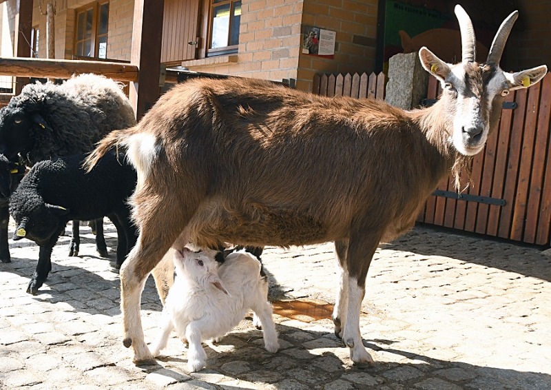 Viel Nachwuchs im Görlitzer Tierpark