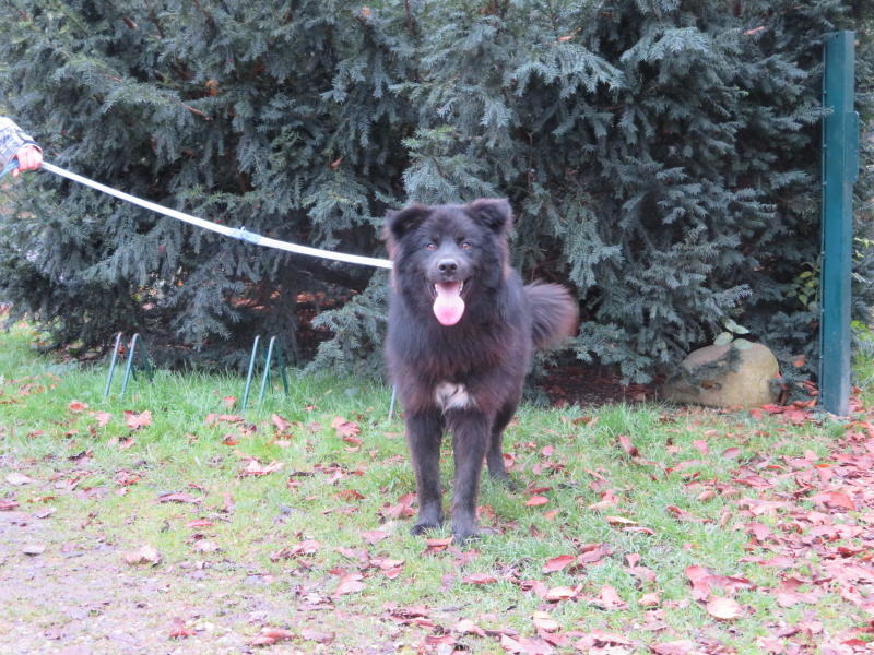 Balu sucht ein neues Zuhause!