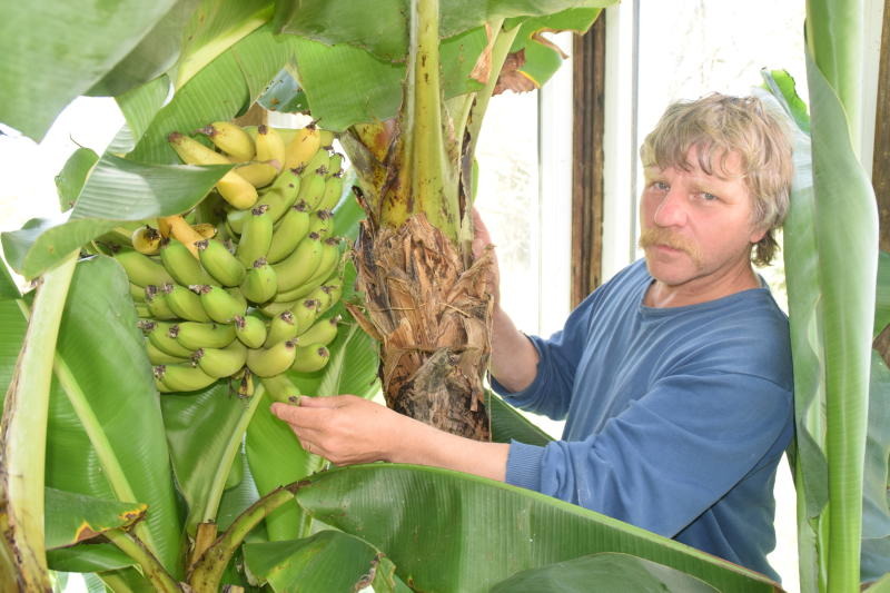 Ullersdorf meldet eine gute Bananenernte