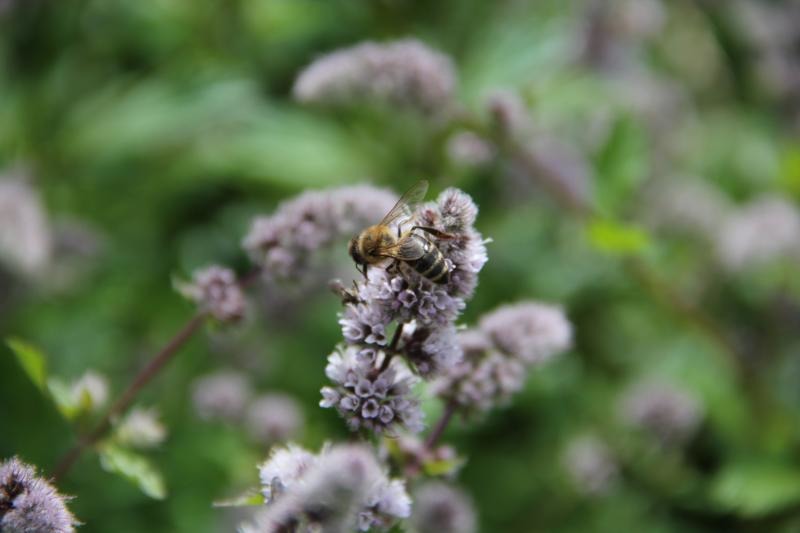 Imkerszene zieht es zum Bienenfachtag