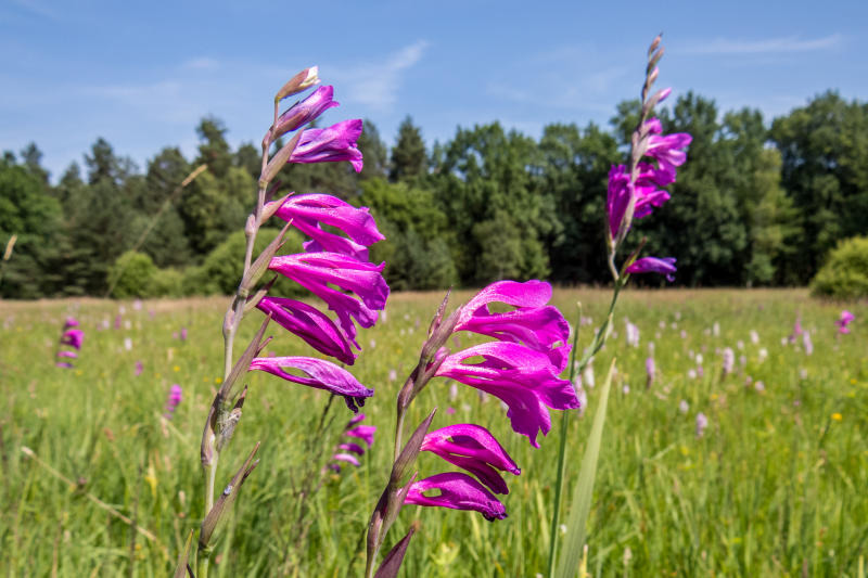 Gladiolenwiese ist Naturwunder 2017