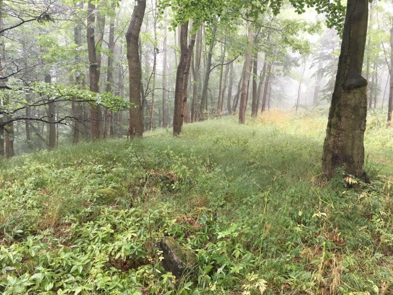 Zu Burgwällen in der Oberlausitz