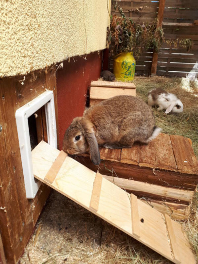 Wollknäuel und andere Tierheimbewohner bitten zum Tag der offenen Tierheimtür