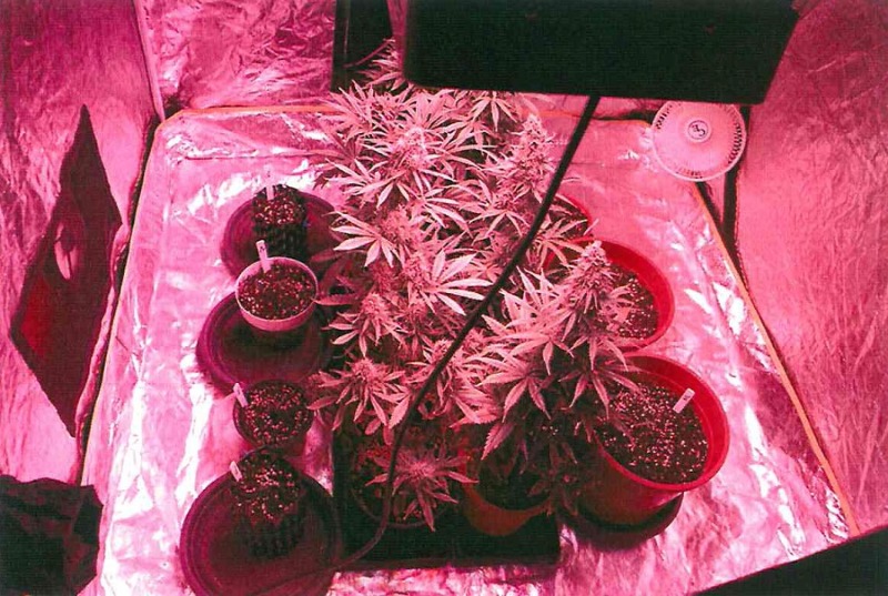 Richtiger Riecher führt zu Cannabisanbau