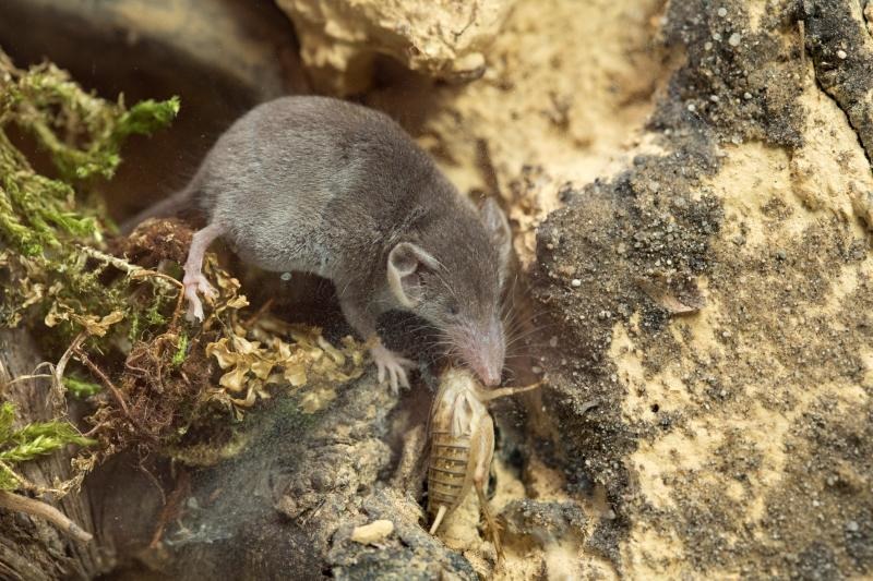 Tierpark zeigt kleinste Säugetiere der Welt