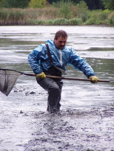 Am Leubnerteich wird abgefischt