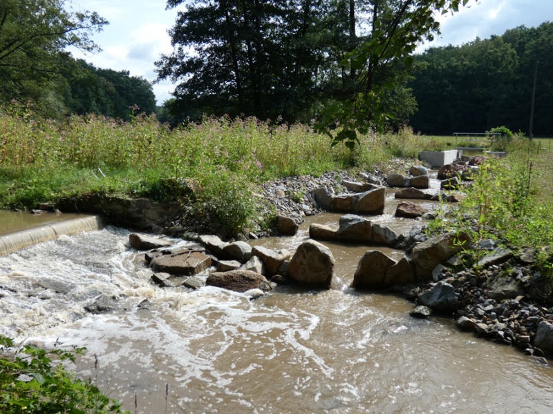 Neue Aufstiegshilfe für Fische an der Pulsnitz