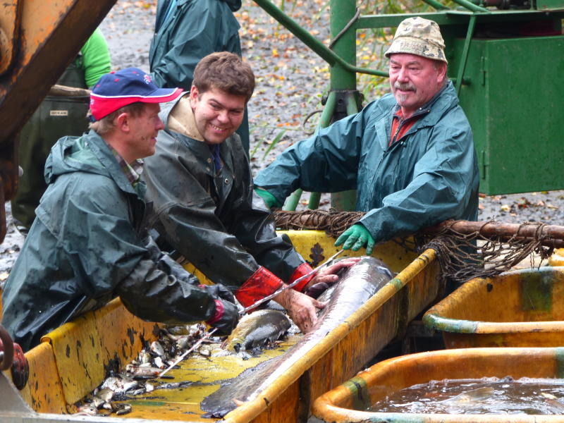 Die Fischwirtschaft kämpft ums Überleben