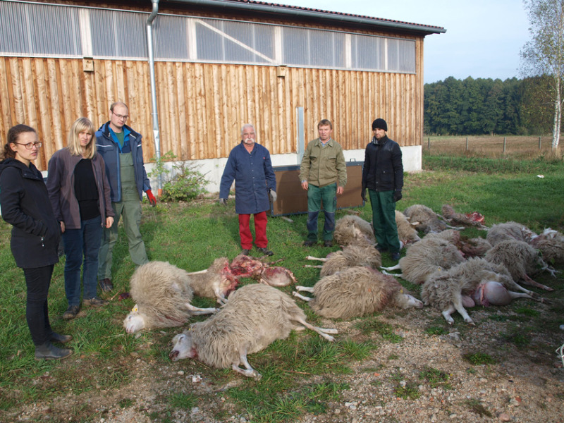 Muttertierherde im Blutrausch dezimiert