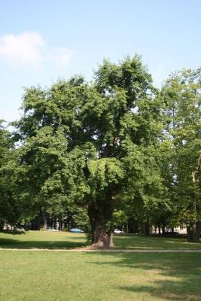 Raketen-Vandalen nahmen uns den Ahorn