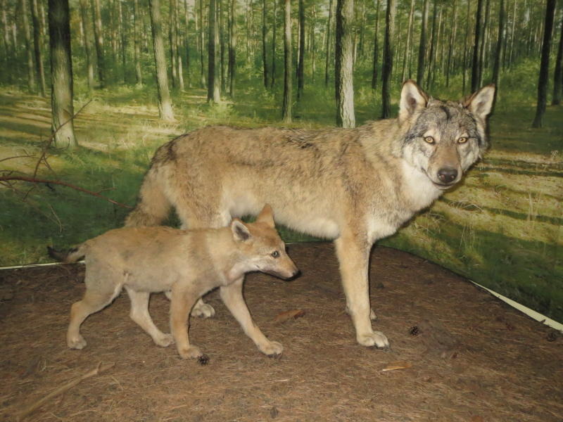 Wenn Wolf zugebissen hat