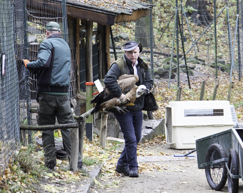 Geflügelpest: Tierpark-Vögel ziehen um