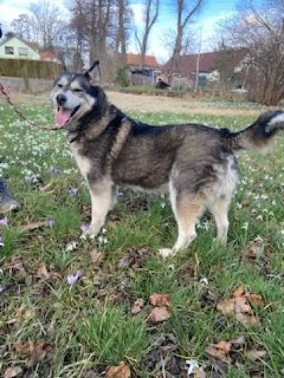 Gerda sucht ein neues Zuhause!