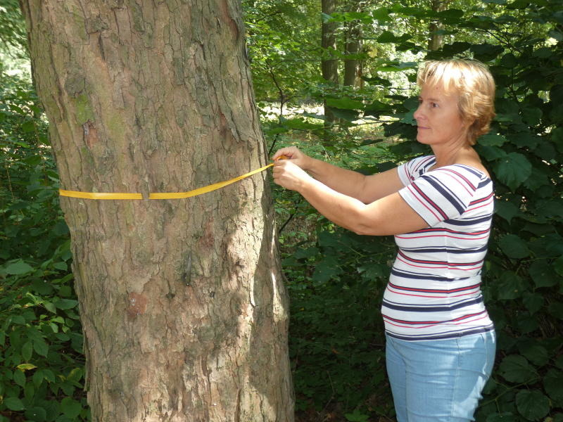 Die letzte Ruhe  unter einem Baum