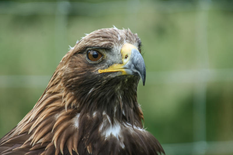 Die Greifvögel sind wieder in Aktion