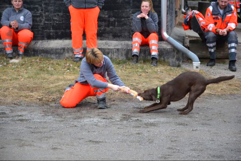 Die Kulturinsel ist auf den Hund gekommen