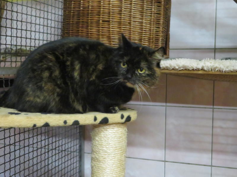 Queenie sucht ein neues Zuhause!