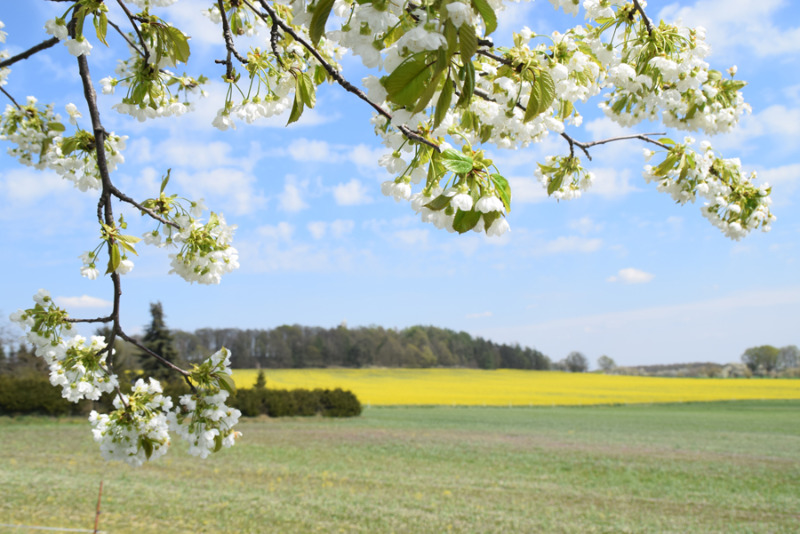 Groß Radisch erlebte Blüte weitgehend ohne Publikum