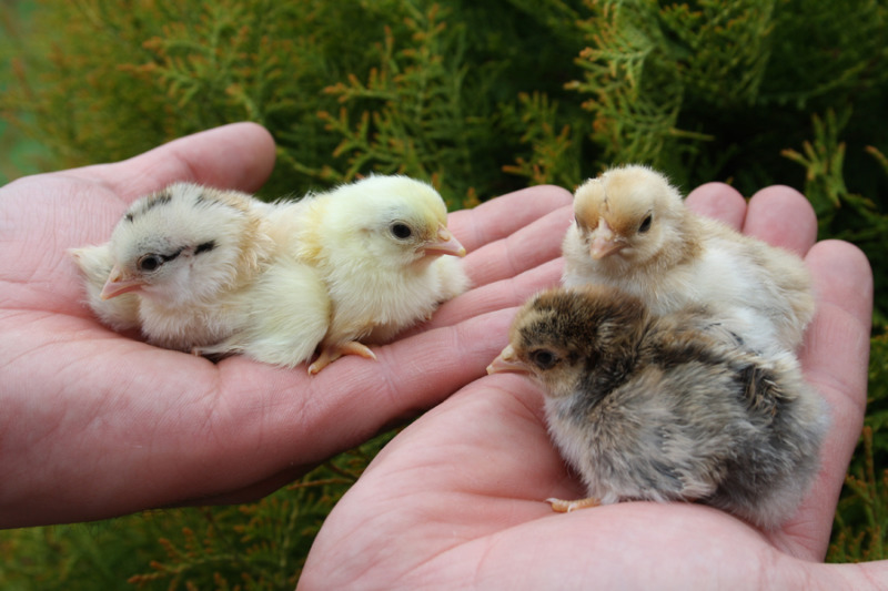 Tierkinderschau  in Kodersdorf